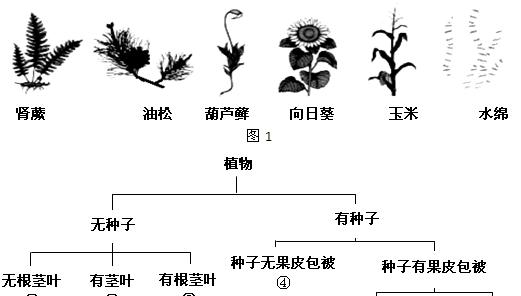 我的世界植物如何快速生长？加速植物生长的技巧是什么？